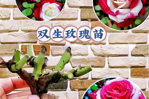 玫瑰花的种植技巧与护理（打造美丽花园的秘诀，学会正确栽培玫瑰花）