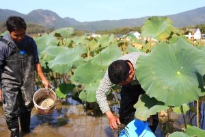 养螃蟹连花的技巧与方法（掌握关键的养殖技巧，打造迷人的水族景观）