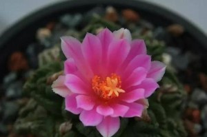 打造美丽仙人掌花园的养护指南（以仙人掌像花红的怎么养，打造花园的小技巧）