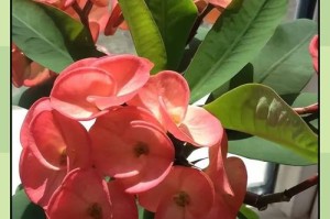 刺梅叶子为何发黄？（探究刺梅叶子发黄的原因及处理方法）