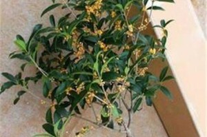 桂花树耐寒温度（探究桂花树对寒冷的适应能力及保护措施）