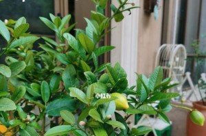 柠檬春天的剪枝技巧（打造健康茂盛的柠檬树，让春天更美好）