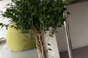 九里香的耐寒温度（了解九里香适宜的生长环境）