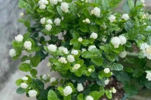 四季茉莉开花特点剖析（一年开几次花、生长习性及维护管理要点）
