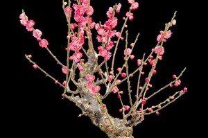 冬季梅花盆景的管理之道（梅花盆景冬季养护要点及技巧）