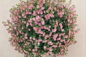以木锦花养殖方法详解（掌握关键步骤轻松培育美丽木锦花）