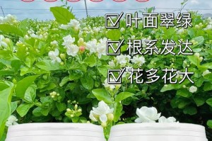 以茉莉花肥料配方为主题的文章（自制茉莉花肥料，为你的花园添香）