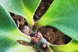 如何解决豆瓣绿叶子微黄问题（快速恢复豆瓣绿叶子的清新色彩）