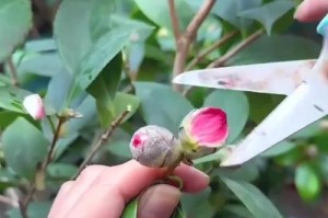 茶花花骨朵不长的原因及处理方法（探究茶花花骨朵不长的可能原因，提供有效处理方法）