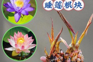 睡莲插花怎么养？|如何让睡莲在家中开出美丽的花朵？
