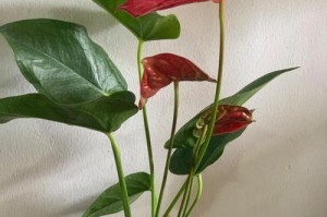 轻松水培一帆风顺花的养殖技巧（掌握正确水培方法，让一帆风顺花成为你的生活点缀）