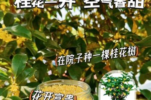 桂花开花的护理技巧（精心呵护，桂花开花无忧）