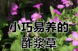 酢酱草养护指南（打造绿意盎然的家居花园）