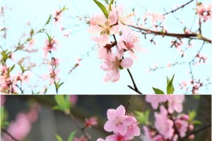 春天来临，桃树盛开（桃花满山坡，美不胜收）