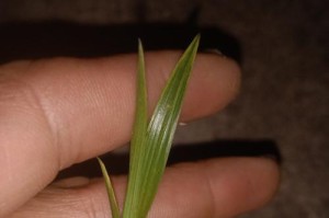 揭秘兰花叶子开叉的养殖技巧（从光照到水分，教你打造开叉叶的兰花世界）