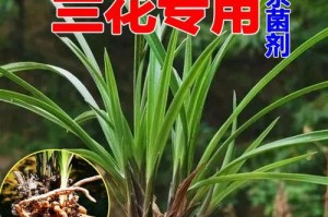 以兰草生病了怎么办？（教你轻松应对以兰草疾病的方法）