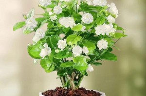 夏季茉莉盆栽的养护指南（让你的茉莉盆栽在炎热的夏季中茁壮成长）