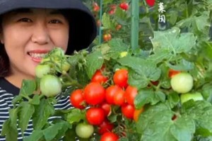 如何在盆栽中成功种植番茄？（掌握关键技巧，享受自家番茄的美味！）