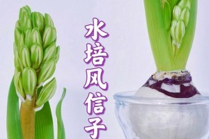 白风信子的花语及代表意义（探寻白风信子的世界）