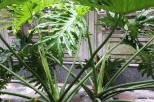 治疗以龟背竹黑斑的方法与建议（以龟背竹黑斑的症状、原因和治疗手段解析）