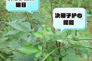决明子的生长环境与适应性（了解决明子生长的条件与特点，助您栽培决明子更成功）