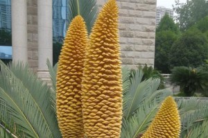 铁树是裸子植物吗？探究铁树的分类