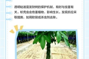 发财树病菌如何应对（了解发财树病菌，科学防治）