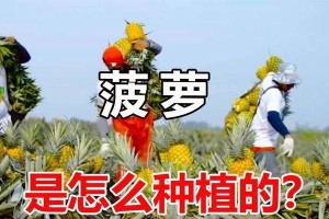 菠萝顶的养护技巧（让你的菠萝顶健康茁壮成长）