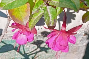 冬天养护吊钟植物的完全指南（关爱吊钟植物，让其在寒冷的冬季绽放生机）