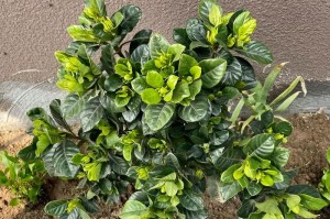栀子花换盆后叶子干枯了该怎么办？（教你如何抢救换盆后叶子干枯的栀子花）