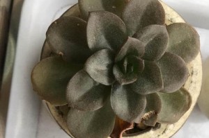 巧克力方砖的繁殖奇迹（探索巧克力方砖背后的魔力与技巧）