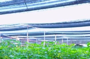 以幸福树水培技巧，快速生根的秘诀！（培育幸福树，从水培开始！）