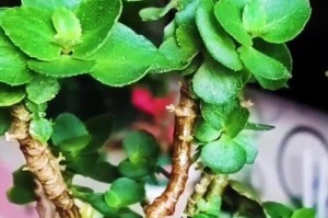 长寿花养殖指南（轻松掌握长寿花的养殖技巧，让花卉焕发生机）