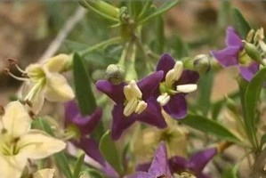 黑枸杞的生长特点和开花结果时间剖析（全面了解黑枸杞的生长周期和开花结果）
