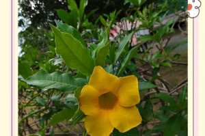 黄蝉花的养殖与注意事项（打造美丽花园，从黄蝉花开始）