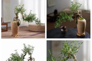养护六月雪，让花开不停（家庭养法详解，轻松打造花园美景）