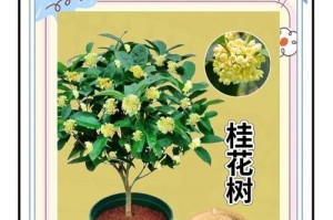 四季桂播种技巧与注意事项（掌握四季桂种植的关键，享受四季芬芳）