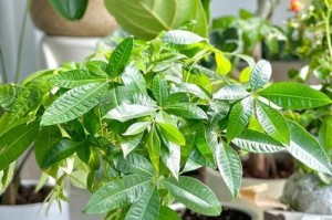 招财树养护指南（如何正确照顾你的招财树）