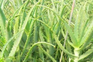 龙爪花开花频率解析（探究龙爪多久开花一次及其开花原因）
