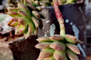 黄丽养护指南（打造健康美丽的黄丽植物）