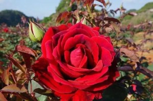 七夕情人节送什么花？（这些花送给TA最合适！）