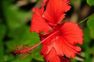 扶桑花叶子卷曲的原因及应对方法（解析扶桑花叶子卷曲的成因，提供有效的处理方式）