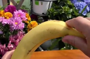 以香蕉皮为肥料的奇妙之旅（香蕉皮的肥力与应用，助你打造繁茂花园）
