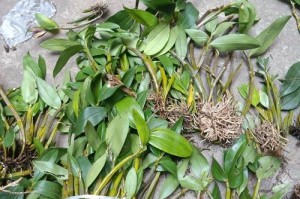 以石斛球花泡水喝的养生之道（探秘石斛球花泡水喝的功效与方法）