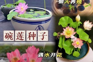 绿藻生长的抑制方法探究（清除碗莲盆中绿藻的有效途径）