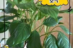 花叶万年青的风水玄妙（摆放位置重要性与吉祥寓意）