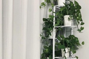 绿萝插枝培育方法指南（教你如何成功插植绿萝，打造宜人的家居绿化环境）