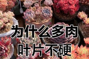 夏季多肉叶片发软原因及应对方法（解读多肉植物叶片发软的原因，教你有效应对）