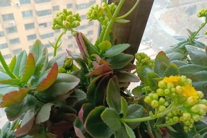 长寿花叶子向下卷的原因与解决方法（探究长寿花叶子向下卷的真相，并提供有效的解决办法）