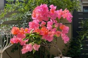 如何正确养护三角梅花？（三角梅花养护指南）